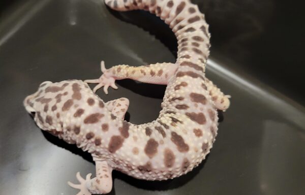 TUG Snow Leopard Gecko 1.0