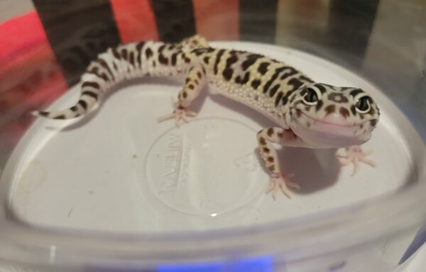 *SOLD* TUG Snow Leopard Gecko 0.1 *SOLD*