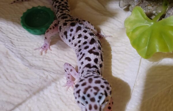 *SOLD; AD* Female Leopard Gecko *SOLD; AD*