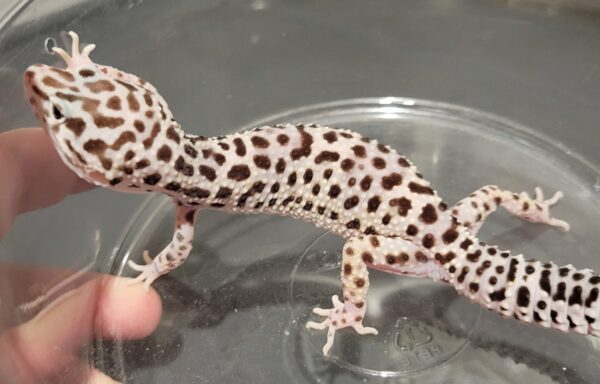 TUG Snow Leopard Gecko 0.1
