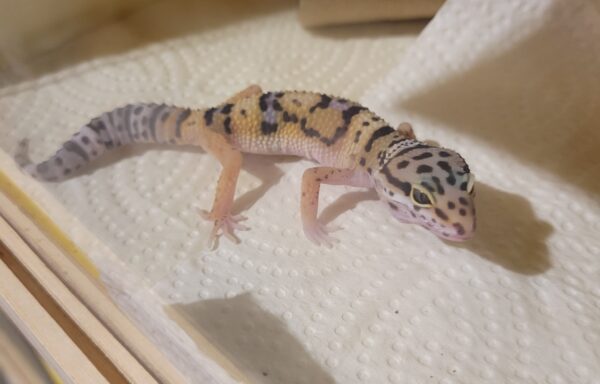 *SOLD* TSF Leopard Gecko *SOLD*