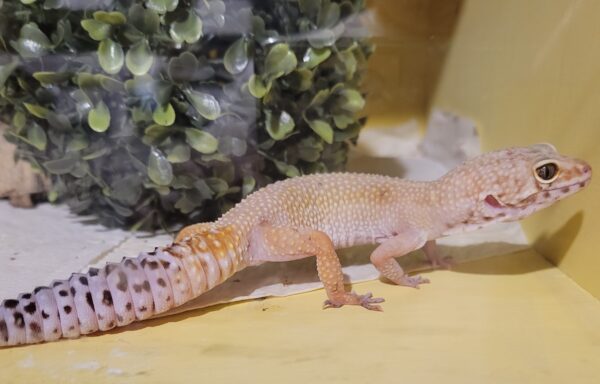 Female Leopard Gecko “Tova”