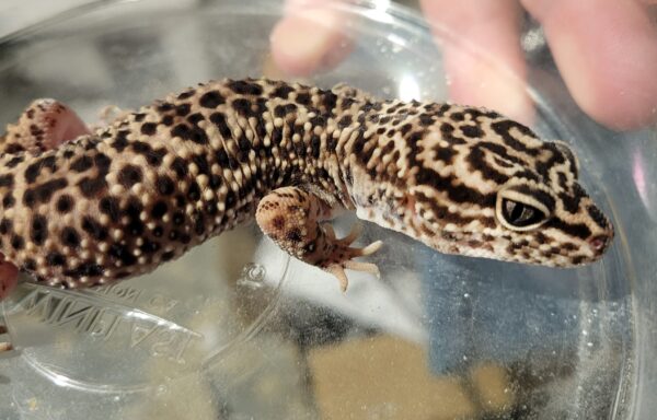 F2 Macularius Afghanicus Leopard Gecko 0.1