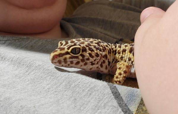 Female Leopard Gecko, Normal poss Giant 0.1 “Momma Chonk”