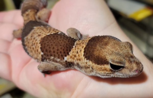Normal/ Classic African Fat-Tailed Gecko “Fondue” 1.0