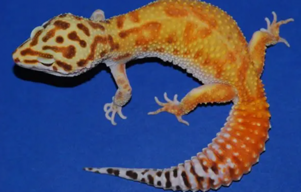 Jungle Emerine Leopard Gecko 0.1 “Merida”