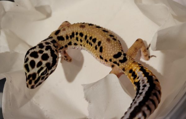 Mandarin Tangerine Bandit Leopard Gecko 0.1 “Moon”