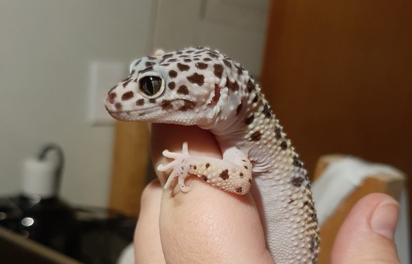 Female Leopard Gecko “Deenie” 0.1