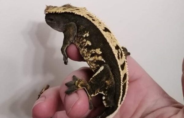 Dark Flame Pinstripe Male Crested Gecko 1.0